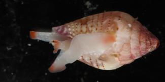 NEW TOXINS IN DIVERGENT CONE SNAILS