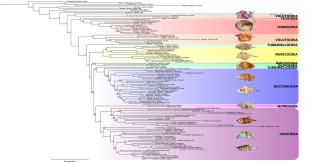 A PHYLOGENY FOR THE NEOGASTROPODA