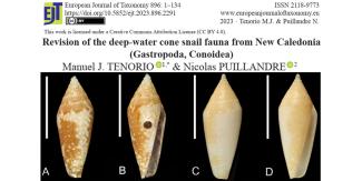 DEEP WATER CONE SNAIL IN NEW CALEDONIA