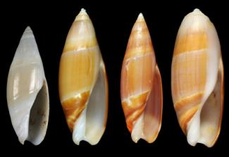 A NEW SPECIES OF TURRANCILLA