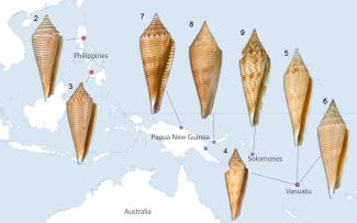 THE CONASPRELLA ORBIGNYI COMPLEX REVISITED