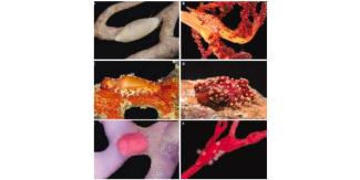 PHYLOGENY OF OVULIDAE